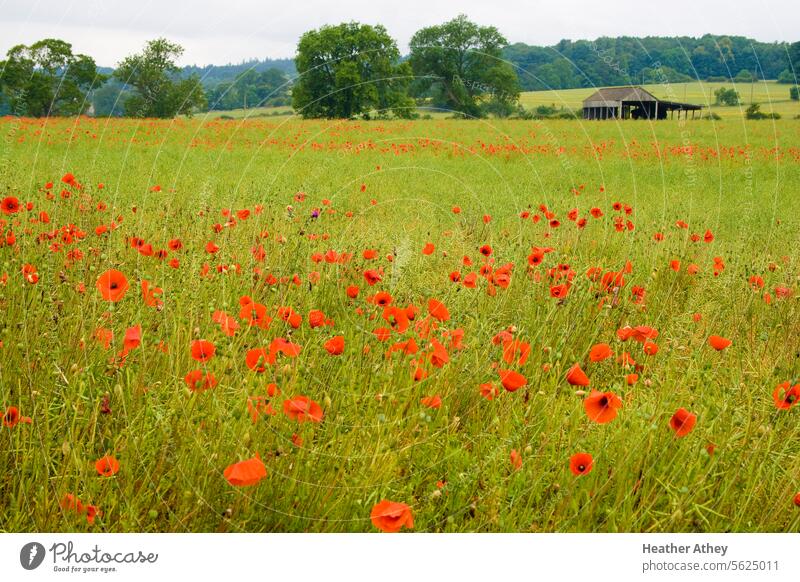 poppies growing in a meadow in a summer landscape Poppy Field Meadow Red Landscape Summer Nature Plant Poppy field Environment Flower Colour photo countryside