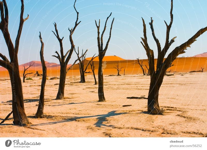 Dead Acacia Trees in Namib desert Landscape Plant Sky Desert Serene Death Loneliness Namibia Leafless Colour photo Multicoloured Exterior shot