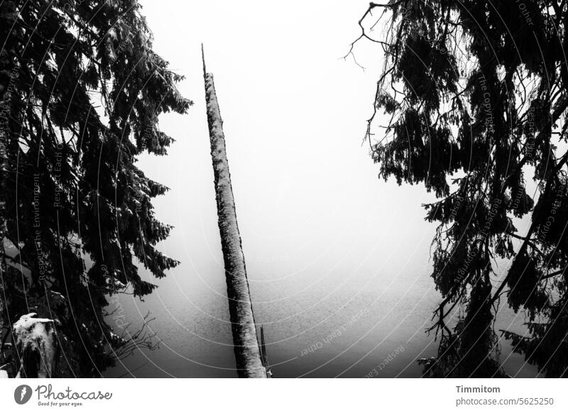 Windbreak framed by sturdy trees on a wintry lake Nature Coniferous trees Tree trunk somber Lake Water Mummelsee Lake Fog Winter Cold Snow Deserted