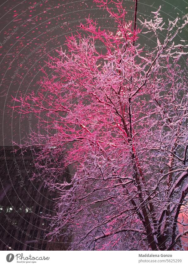 snow falling on a tree with the a pink glow snowfall snowstorm urban city winter cold weather frost beatiful delicate exterior shot snowflakes swirling white