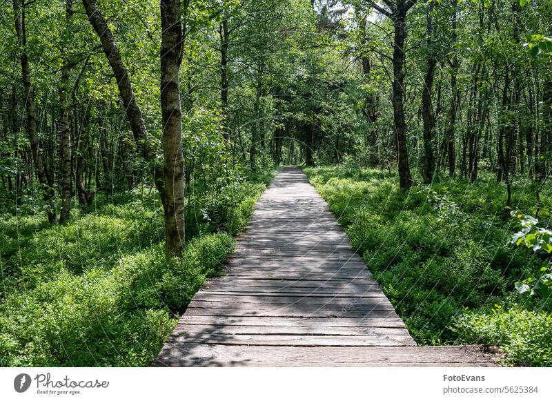 A wooden path with birch in the red bog nature Germany land destination planks tree trip footpath Carpathian birch forest wetland landscape Betula carpatica