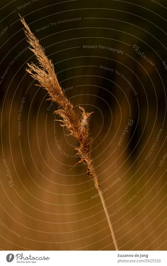 Image of a reed stem in front of other reed stems. The image has warm colors and a calm vibe. The background is bokeh reed stam nature nature's beauty contrast