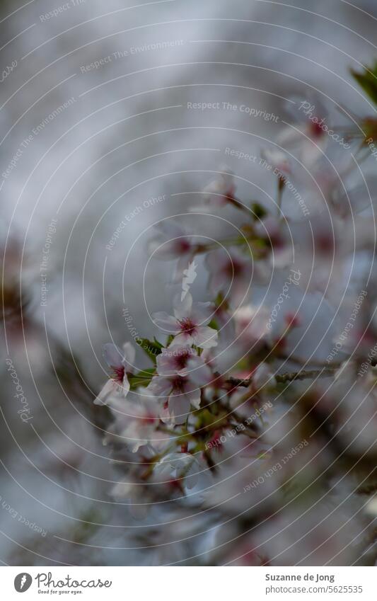 Tree with cherry blossom in spring. The cherry blossom flowers are white and pink. The background has a bokeh effect. The image has a soft feeling tree