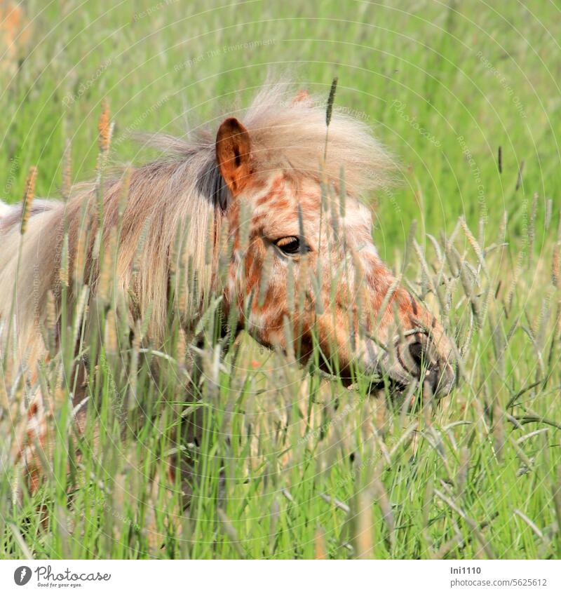 spotted pony in tall grass Meadow Grass Animal Horse horse breed Bangs Small partial view Pony head Mane Coat color blotch chequered Beige Brown White
