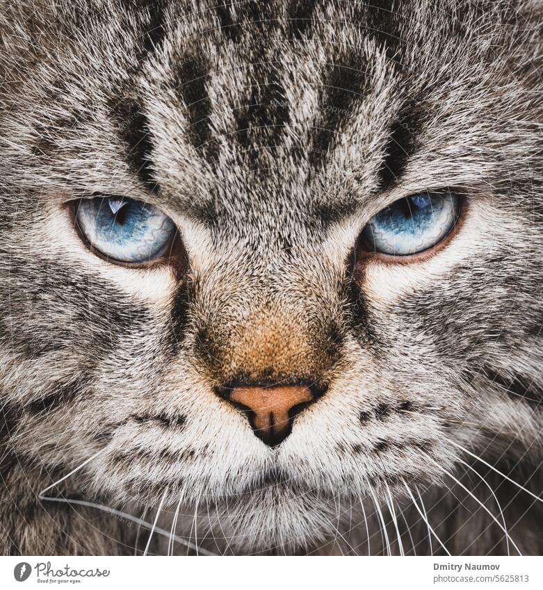 Neva Masquerade Colorpoint Siberian cat portrait animal askance attention blue blue eyes breed carnivore character closeup colorpoint direct domestic