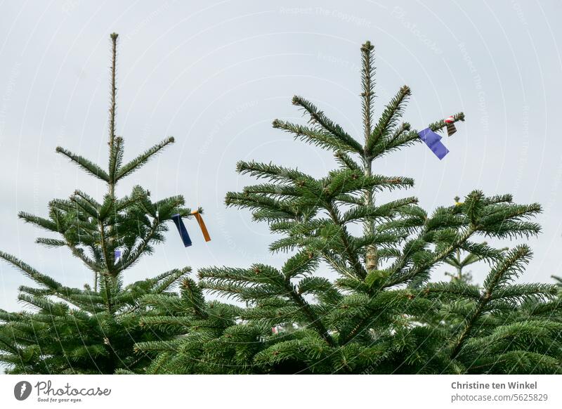 Oh Tannenbaum | waiting for the sale Christmas tree Christmas tree sale fir tree Nordmann fir Christmas tree culture Fir production Christmas tree cultivation