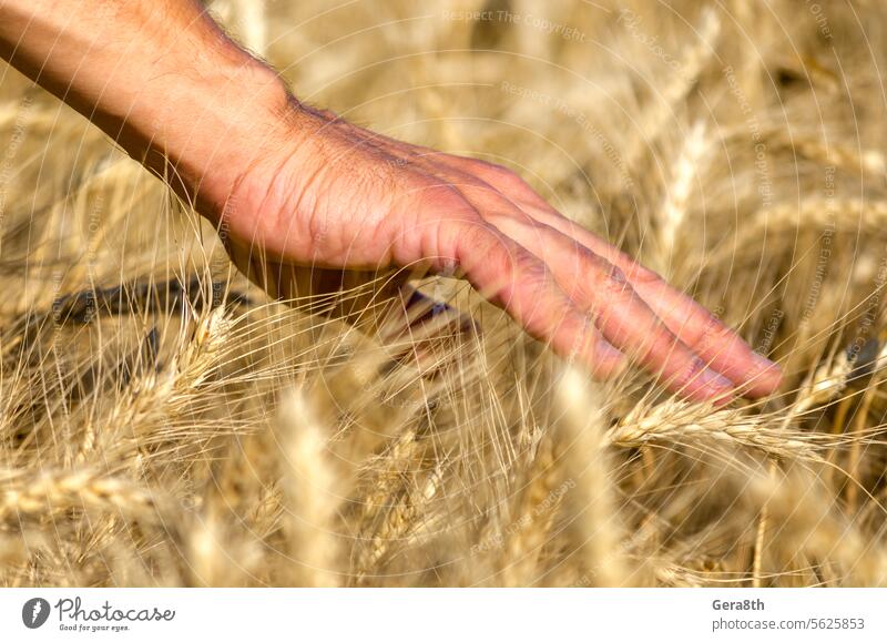 farmers male hand touching spikelets of wheat on the field Ukraine agriculture autumn backdrop background blue botany bowery care close close up closeup color