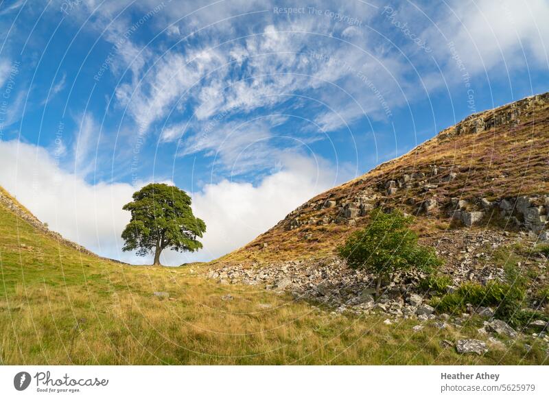 Sycamore Gap on the Hadrian's Wall trail in Northumberland, UK northumberland Tree Landscape Landmark Sky Blue Exterior shot Day Leaf Nature Colour photo