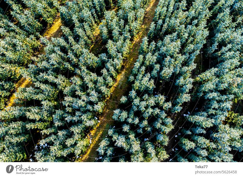 coniferous forest Forest Coniferous forest from on high Green Nature Winter Sun trees conifers