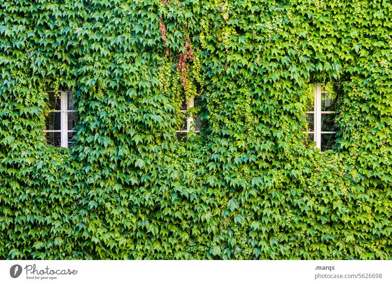 overgrown Ivy Window Building Facade House (Residential Structure) Wall (building) Green Nature green Old Castle Architecture Fairy tale thorns Plant