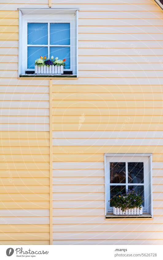 spring window Window Facade lines Yellow Bright Positive pretty Spring Window box flowers at home dwell Contentment Apartment Building Wooden wall