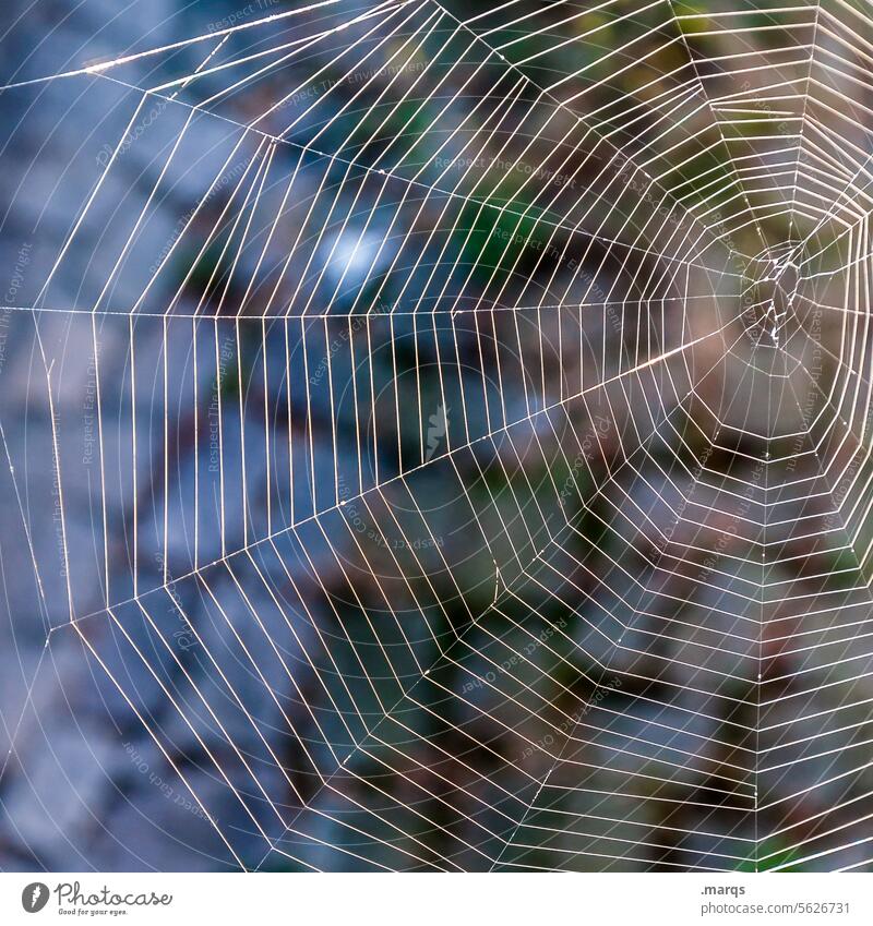 spider's web Spider's web Net Nature Cobwebby Network cobweb Delicate Moody Close-up Colour Spider threads Web design