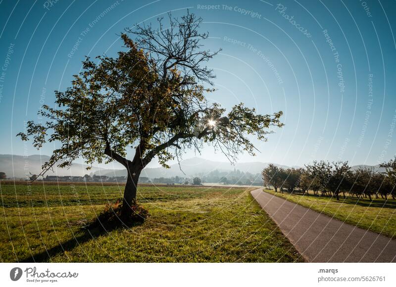 cycle path Beautiful weather Cloudless sky Tree Sunlight Hill Lanes & trails Morning Landscape Rural Meadow Apple tree Haze Horizon Target Spring Summer Nature