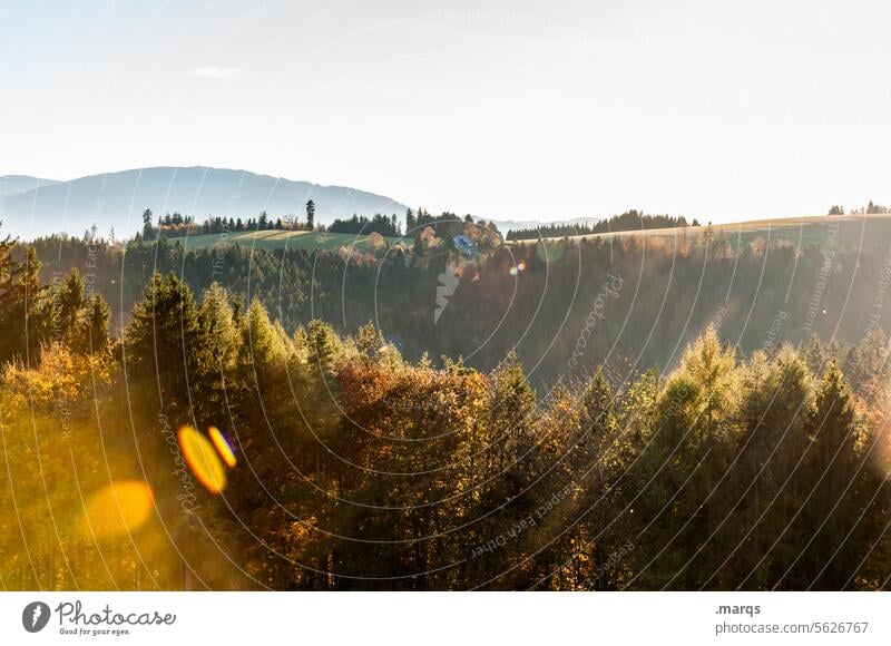 Yellow afternoon Nature Vantage point Landscape Cloudless sky Beautiful weather Coniferous trees Forest Hill Mountain Moody Esthetic Colour Idyll Tourism