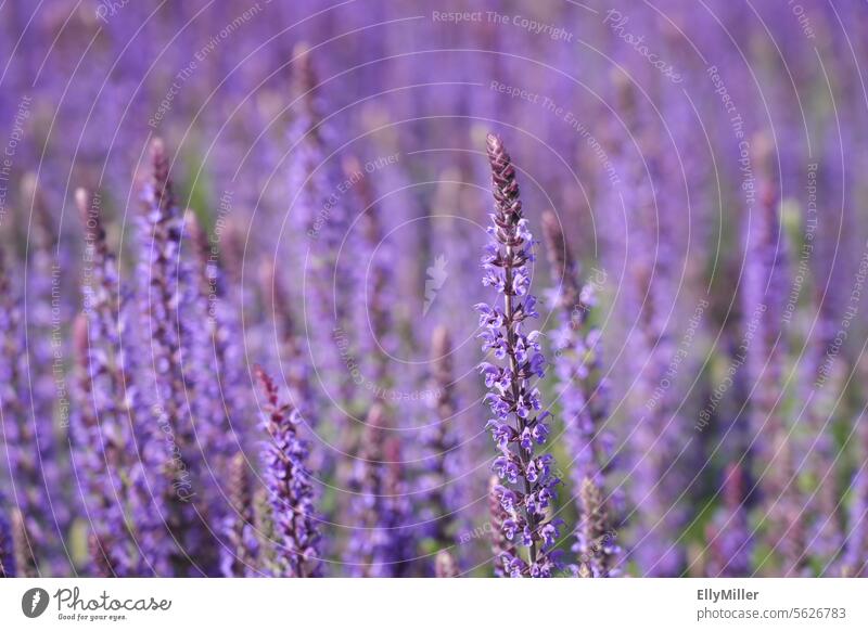 Flowering sage Sage Plant Close-up Herbs and spices Healthy Blossom heyday purple Nature Garden Fragrance Blossoming Herb garden Agricultural crop naturally