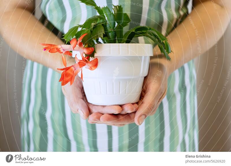 Woman gardener holding in hands blooming red Schlumbergera truncata also know as Christmas flower cactus. Close up. schlumbergera christmas cactus