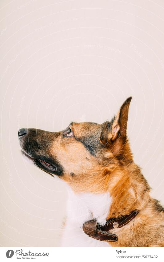Profile portrait of mixed-breed mongrel dog with ears sticking out on white background, copy space. Dog carefully looks at the owner brown clever close up head