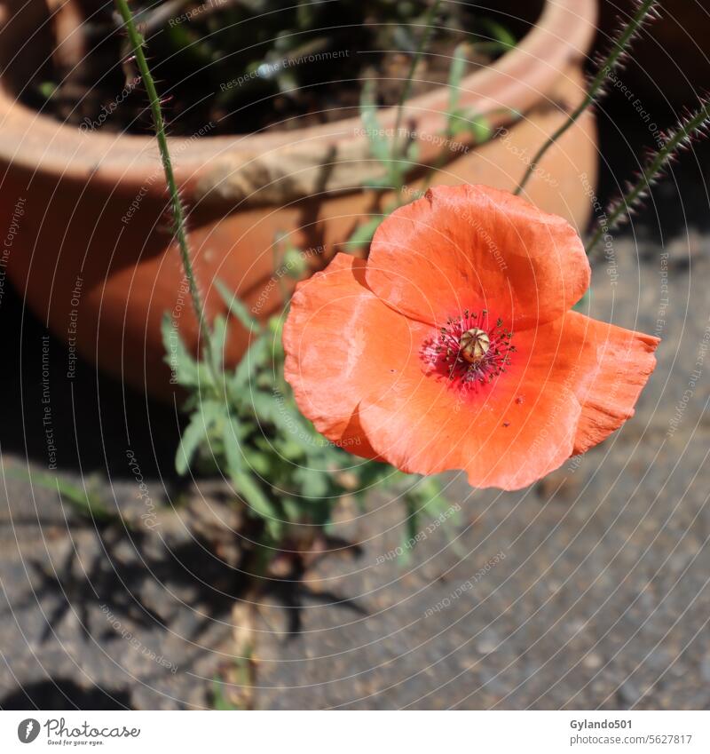 Red corn poppy in the pavement joints of a backyard background backyard garden beautiful beauty bee feed bloom blooming blossom bright closeup color colorful