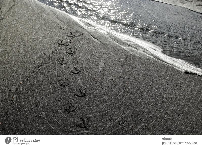 Bird tracks in the sand at the edge of the sea bird trail Sea fringe coast Sand Sandy beach black sand Water hem Vacation & Travel Animal Trace Tourism
