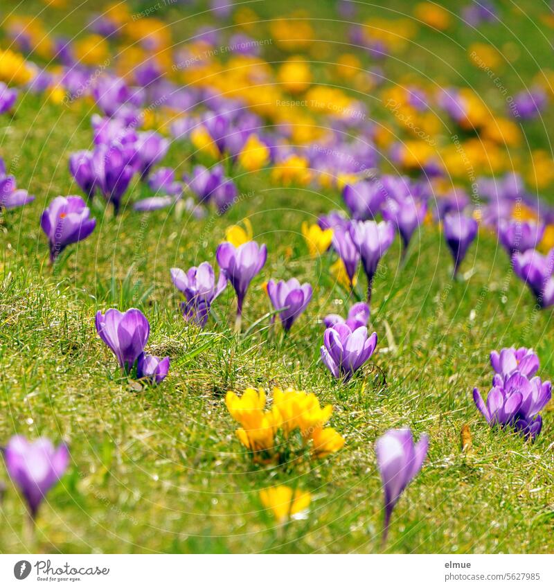 Carpet of yellow and purple crocuses spring bloomers Spring blossoms flowers Yellow irises iridaceae Ornamental plant sea of blossoms carpet of flowers Blog