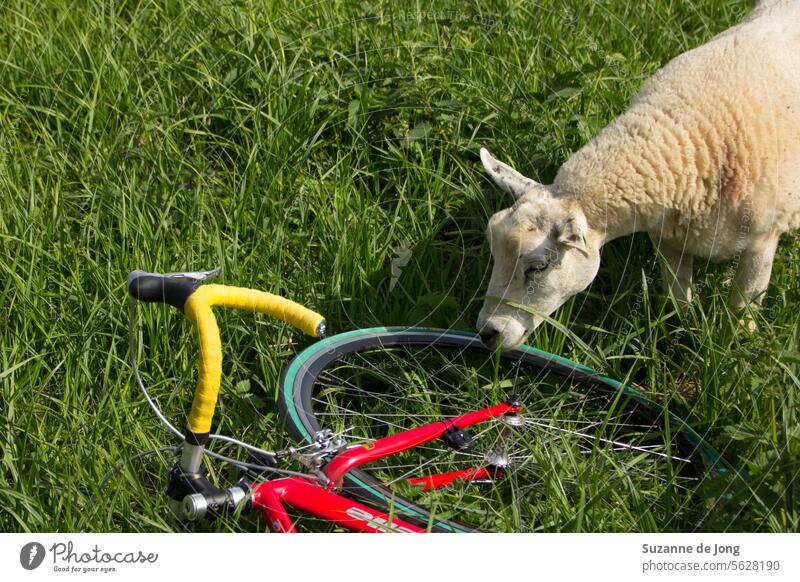 Adventurous bike ride with a sheep. The bike was put away on a bike ride for a moment, when a curious sheep started sniffling on it. race bike adventure