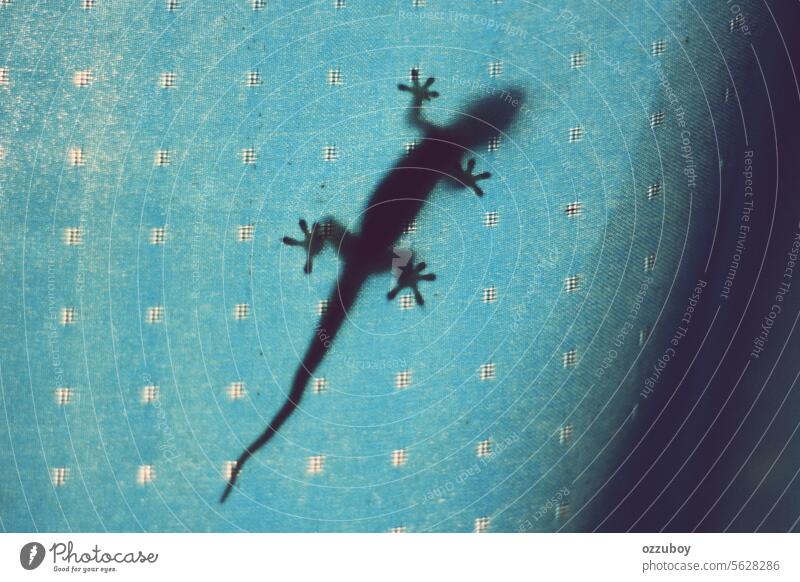 Shadow of gecko lizard on blue curtain reptile animal house closeup creature tropical wild background tail macro brown isolated silhouette climbing domestic