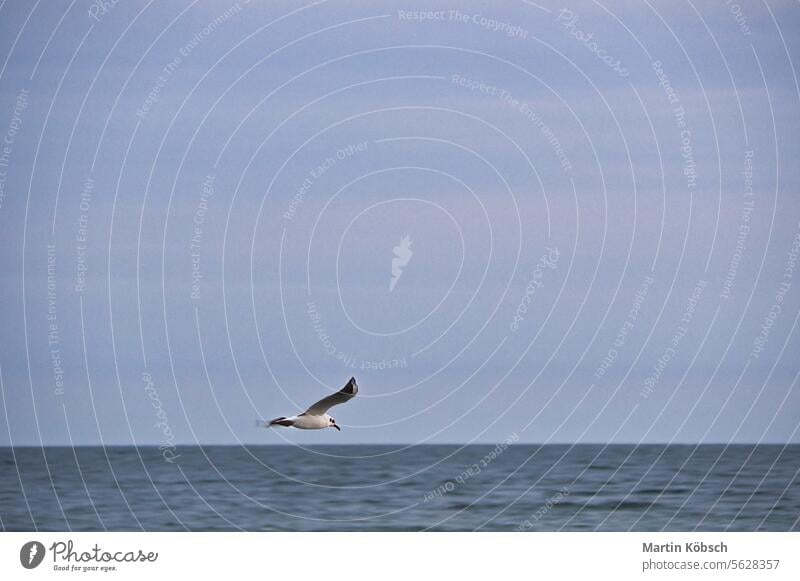 Seagull flies over the Baltic Sea on the coast in front of the beach. Animal photo North Sea sky see ocean white detail sea isolated wing plumage fly feather