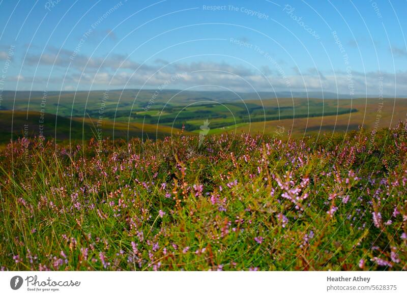 Heather growing on moorland in Weardale in the North Pennines, UK heather Moor Valley hills pennines Durham County Nature Landscape Environment Exterior shot