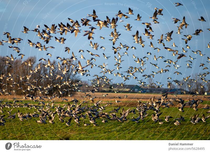 Flock of Brent Geese - Flight start in a nature reserve on the Baltic Sea Ringlet goose Flock of birds Flying Sky Flight of the birds Wild animal Migratory bird