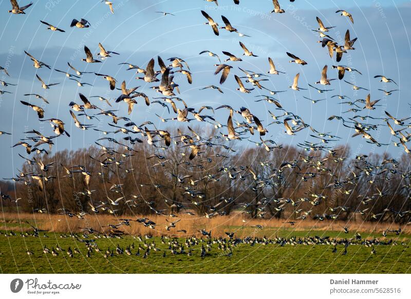 Flock of Brent Geese - Flight start in a nature reserve on the Baltic Sea Ringlet goose Flock of birds Flying Sky Flight of the birds Wild animal Migratory bird
