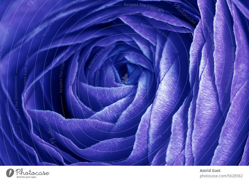 Close-up of the petals of a rose in blue Flower pink anemone Blossom Nature Plant macro blossom Beauty & Beauty flora come into bloom Blossom leave floral