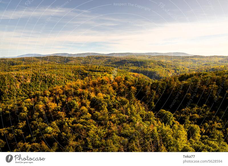 The Thuringian Forest 1 Thueringer Wald Nature trees conifers deciduous trees Germany Eisenach