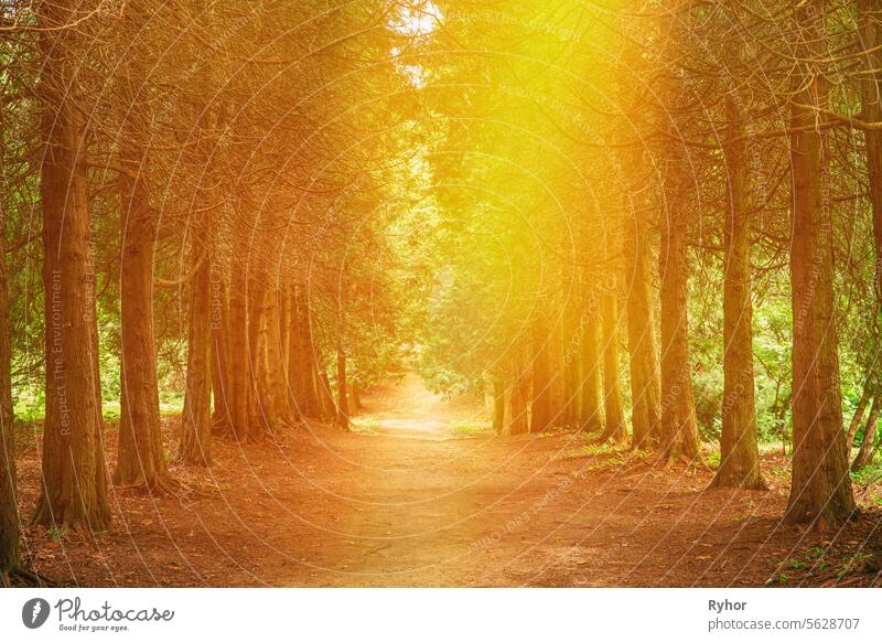 Walkway Lane Path Through Green Thuja Coniferous Trees In Forest. Beautiful Alley, Road In Park. Pathway, Natural Tunnel, Way Through Summer Forest. Amazing Scenic Bright Sunbeams