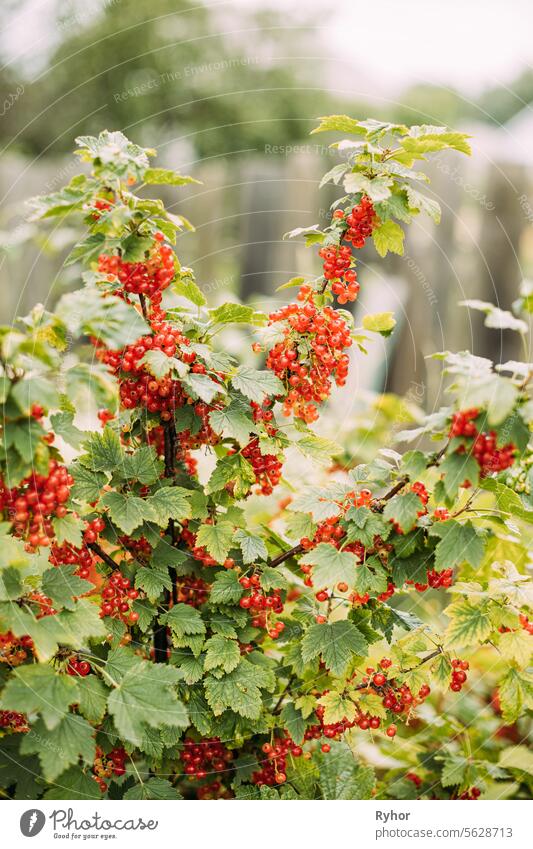Organic Food. Bush Of Redcurrant Or Red Currant Ribes Rubrum Branch. Growing Organic Berries In Garden. Ripe Currant Berries In Fruit Garden At Summer Sunny Day. Genetically Modified Food Concept