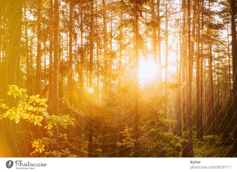 Sunset Sunrise In Forest Trees. Sun Shining With Sun Rays Through Woods Trees And Grass In Summer Forest. Sunset Or Sunrise In Autumn Forest. Beautiful Scenic View