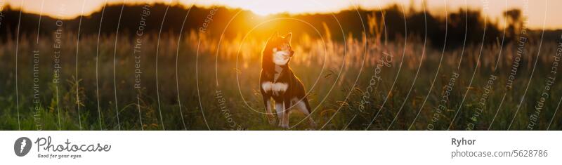 Black And Tan Shiba Inu Dog Sitting Outdoor In Grass During Sunset. Panorama, Panoramic View Shot Scene Copy Space. japan outdoor sunset young smile inu
