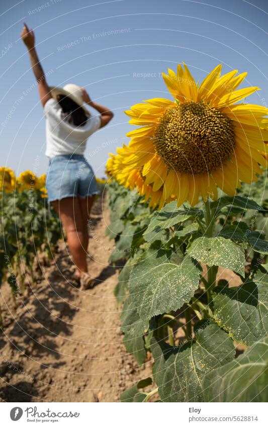 young woman in a field of sunflowers, close-up of a sunflower, in the background you can see a young brunette woman with her back turned and with one arm raised, she is wearing a hat, white shirt and shorts