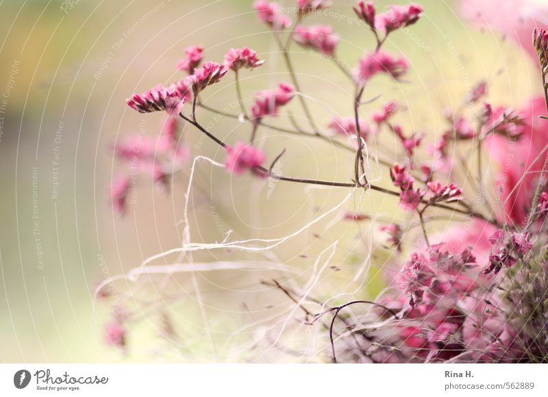 pink Plant Flower Blossoming Pink Bouquet Decoration Twigs and branches String Smooth Delicate Colour photo Deserted Copy Space left Blur Shallow depth of field