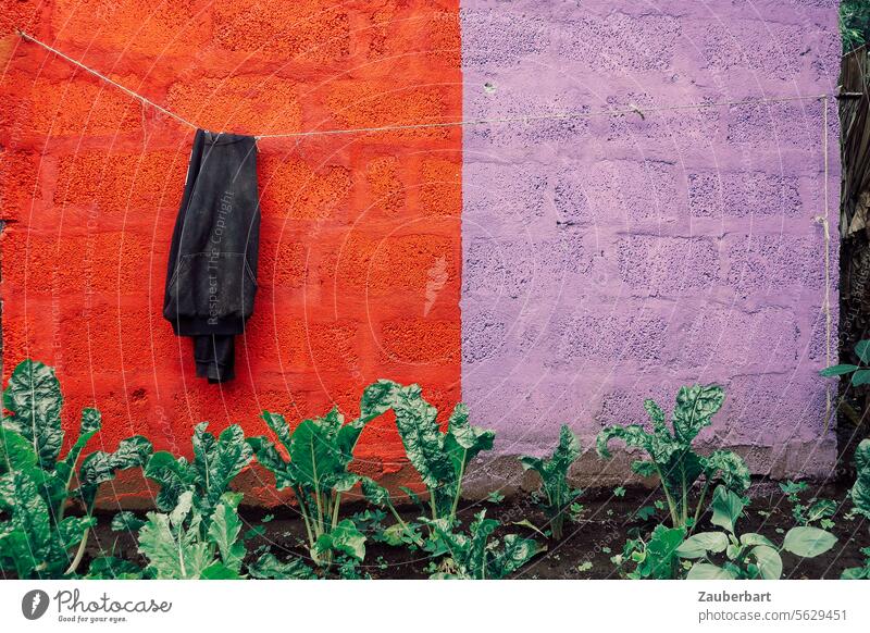Jacket hanging over a clothesline in front of a wall in red and purple, hanging out on a banana farm Wall (building) Red Violet Hang hang out silent Break Calm