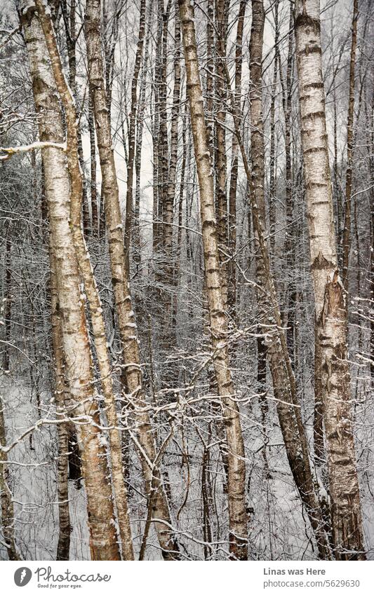 The birch trees in the woods are blanketed in snow, creating a picturesque winter scene. Nature appears truly magnificent during this chilly afternoon outdoors.