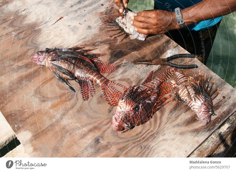 someone cleaning lion fish on a pier lionfish hands knife fillet catch catch of the day fresh fisherman nutrition food ocean sun dead natural fishing wildlife .