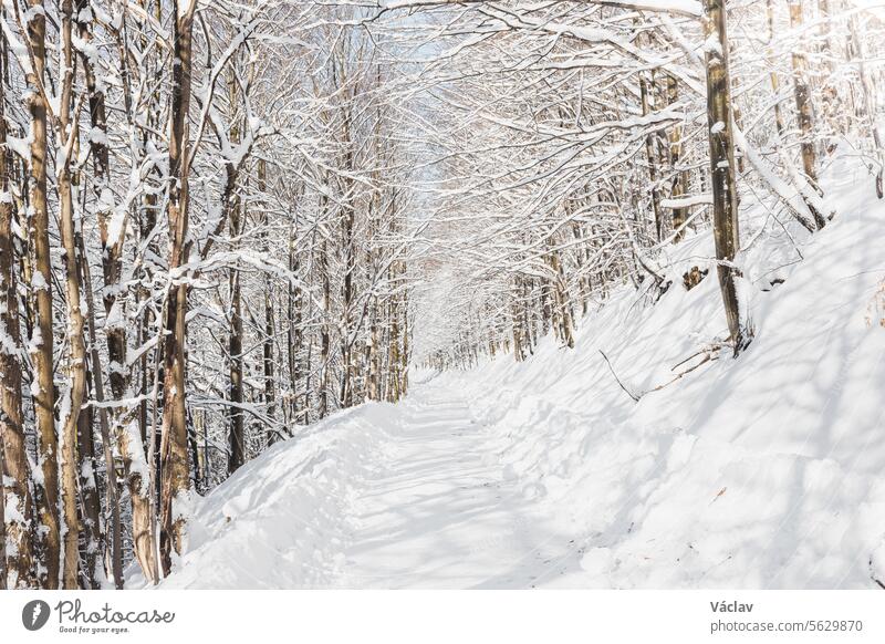 Sunny weather comes through the snowy branches onto the wooded path. A walk in the white paradise in Beskydy mountains, Czech republic winter scene sunrise