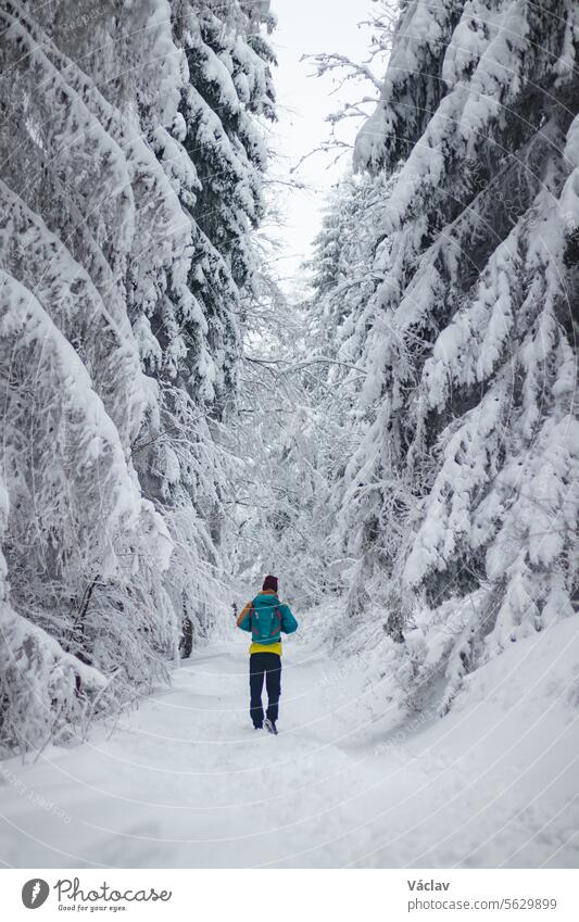 Traveller walks around the snowy landscape. Winter walk through untouched landscape in Beskydy mountains, Czech Republic. Hiking lifestyle one person backpack