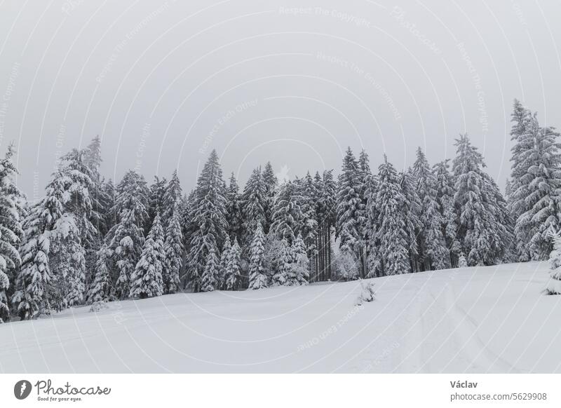Winter nature in Beskydy mountains in the east of the Czech Republic. Spruce forest under a cover of white snow and fog in the morning. Winter fairy tale. January