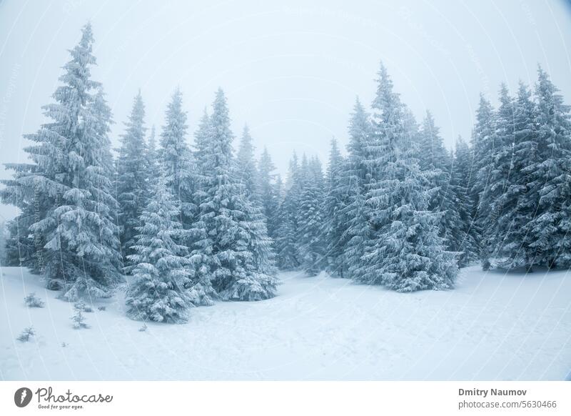Fir trees covered with snow on a mountain slope winter landscape Slovakia alpine background blizzard calm chill climate cold conifer coniferous day environment