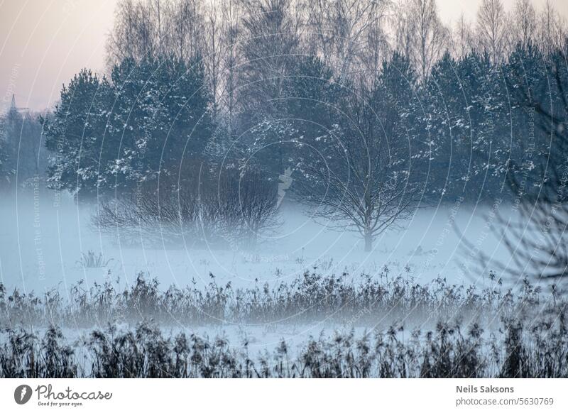 snow covered field with trees in cold misty winter morning background beautiful beauty blue branch bright bush christmas country day december deep fairy flake