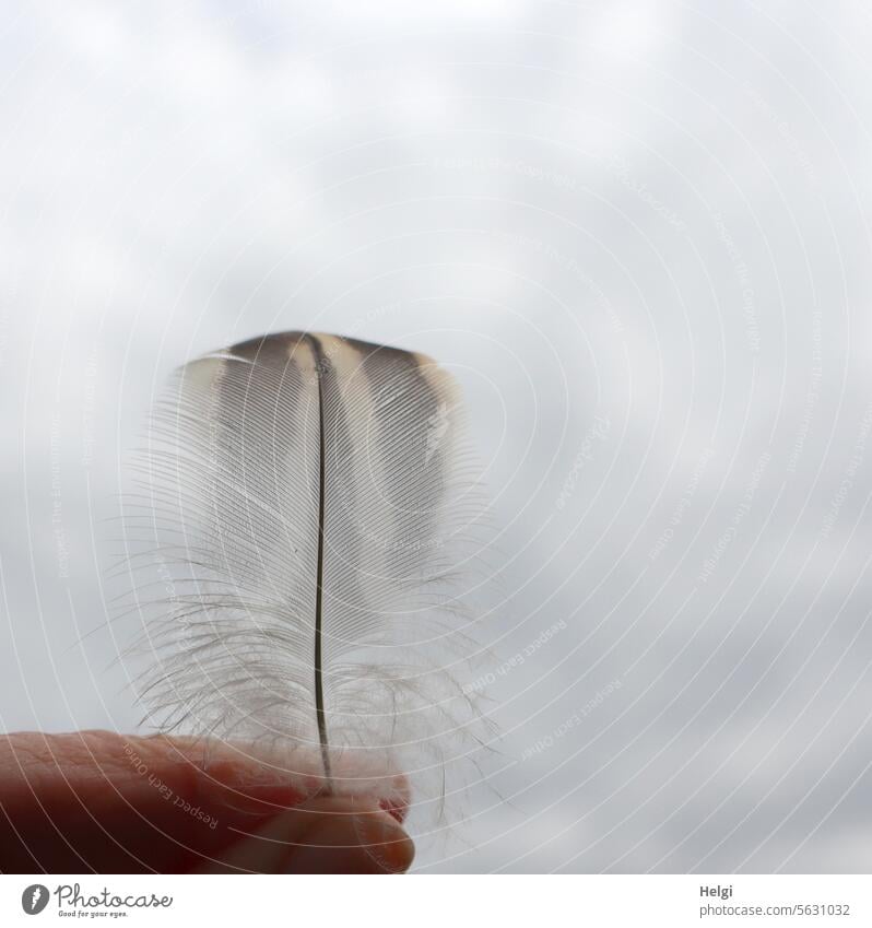 as light as a feather Feather Fingers Delicate Soft Easy Ease Close-up Macro (Extreme close-up) naturally Deserted Sky Clouds Gray Brown White