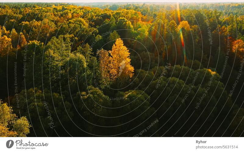 Calm Flight Through Fall Autumn Forest During Beautiful Sunset E beautiful evening beauty in nature trunk environment through shine fly forest yellow wood