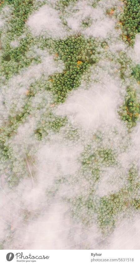 Clouds Moving Above Autumn Pine Forest. Aerial View Flight Above Amazing Misty Forest Landscape. Scenic View Of Autumn Foggy Morning In Misty Forest Park Woods. Nature Elevated View
