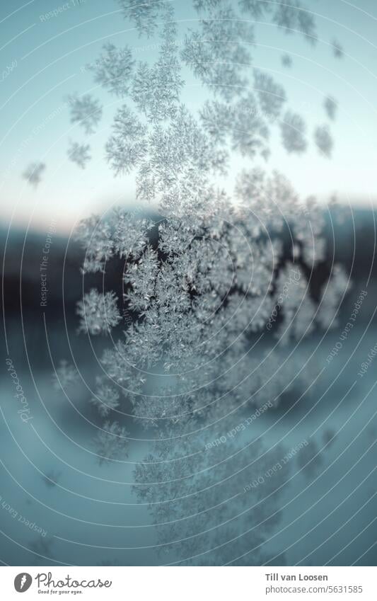 When ice crystals sparkle on glass windows Window Snow Cold Winter White Frozen Freeze chill winter Frost Winter mood Ice Ice crystal Nature Crystal structure